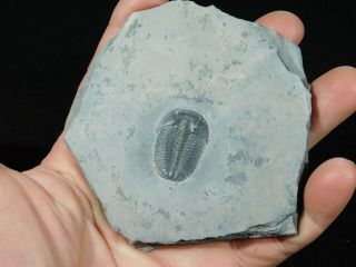A Perfect 100 Natural Cambrian Era Utah Elrathia Trilobite Fossil 151gr B 3