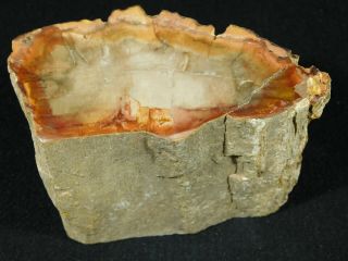 A Colorful 210 Million Year Old Polished Petrified Wood Fossil Madagascar 580gr 2