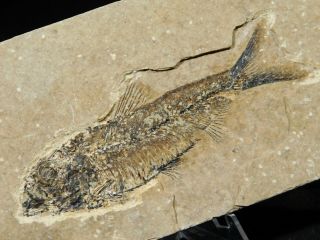 A And 100 Natural Knightia Eocaena Fish Fossil From Wyoming 158gr