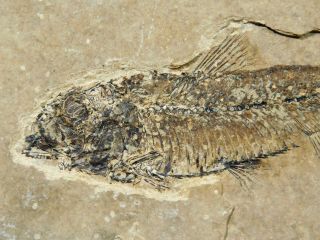 A and 100 Natural Knightia Eocaena Fish Fossil From Wyoming 158gr 2