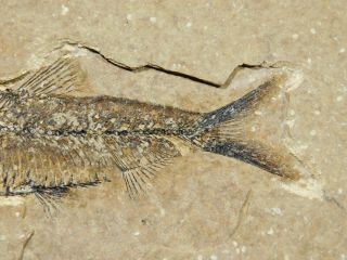 A and 100 Natural Knightia Eocaena Fish Fossil From Wyoming 158gr 3