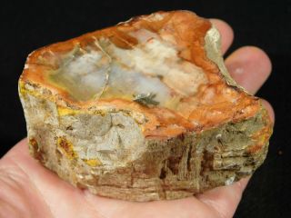 A Colorful 210 Million Year Old Polished Petrified Wood Fossil Madagascar 354gr 2