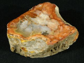 A Colorful 210 Million Year Old Polished Petrified Wood Fossil Madagascar 354gr 3