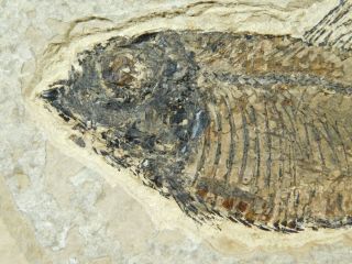 A 50 Million Year Old Knightia Alta Fish Fossil From Wyoming 130gr 2