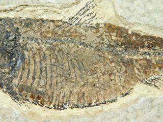 A 50 Million Year Old Knightia Alta Fish Fossil From Wyoming 130gr 3