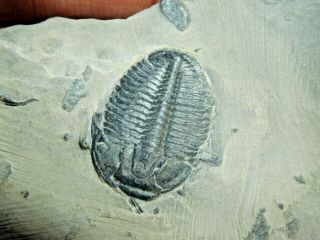 A Small & 100 Natural Cambrian Era Utah Elrathia Trilobite Fossil 71.  9gr A