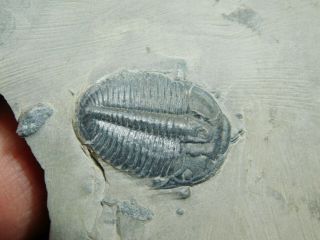A Small & 100 Natural Cambrian Era Utah Elrathia Trilobite Fossil 71.  9gr A 2