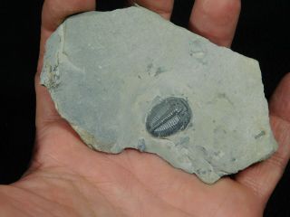 A Small & 100 Natural Cambrian Era Utah Elrathia Trilobite Fossil 71.  9gr A 3