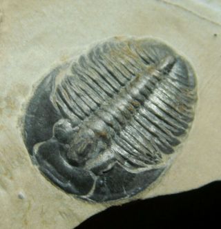 A Small & 100 Natural Cambrian Era Utah Elrathia Trilobite Fossil 88.  7gr A