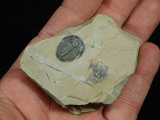 A Small & 100 Natural Cambrian Era Utah Elrathia Trilobite Fossil 88.  7gr A 2