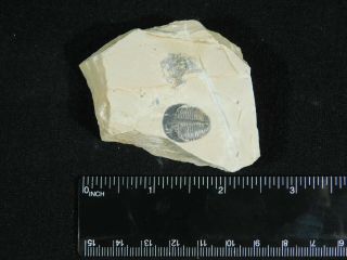 A Small & 100 Natural Cambrian Era Utah Elrathia Trilobite Fossil 88.  7gr A 3