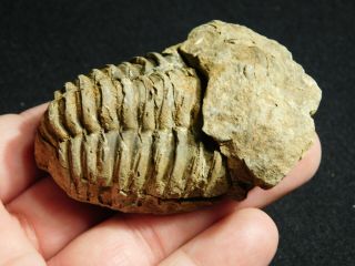 A Big Natural Flexicalymene sp.  Trilobite Fossil Found in Morocco 94.  5gr 2