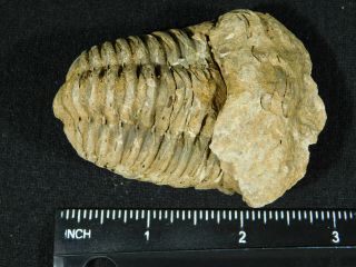 A Big Natural Flexicalymene sp.  Trilobite Fossil Found in Morocco 94.  5gr 3