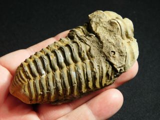 A Big Natural Flexicalymene sp.  Trilobite Fossil Found in Morocco 119gr 2