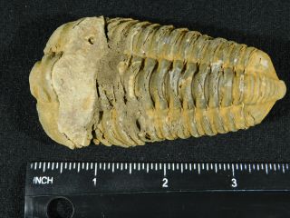 A Big Natural Flexicalymene sp.  Trilobite Fossil Found in Morocco 119gr 3