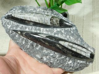 Two Polished 400 Million Year Old Orthoceras Fossils From Morocco 599gr