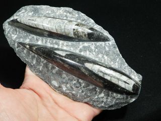 TWO Polished 400 Million Year Old ORTHOCERAS Fossils From Morocco 599gr 2