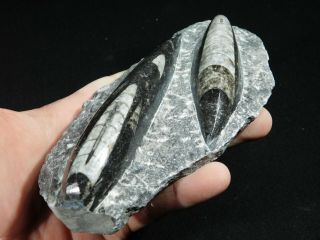 TWO Polished 400 Million Year Old ORTHOCERAS Fossils From Morocco 599gr 3