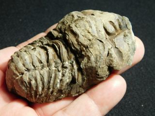 A Big Natural Flexicalymene sp.  Trilobite Fossil Found in Morocco 106gr 2