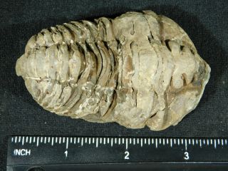 A Big Natural Flexicalymene sp.  Trilobite Fossil Found in Morocco 106gr 3