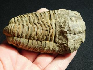 A Big Natural Flexicalymene sp.  Trilobite Fossil Found in Morocco 140gr 2