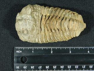 A Big Natural Flexicalymene sp.  Trilobite Fossil Found in Morocco 140gr 3