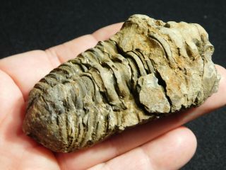A Big Natural Flexicalymene sp.  Trilobite Fossil Found in Morocco 76.  6gr 2