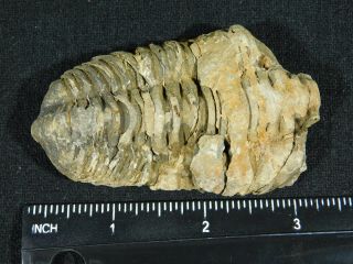 A Big Natural Flexicalymene sp.  Trilobite Fossil Found in Morocco 76.  6gr 3
