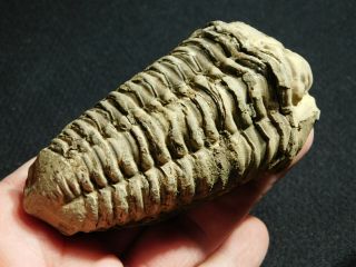 A Big Natural Flexicalymene sp.  Trilobite Fossil Found in Morocco 158gr 2