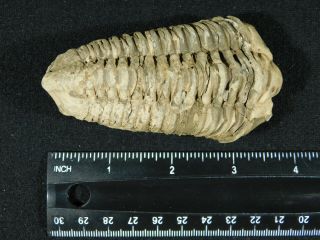A Big Natural Flexicalymene sp.  Trilobite Fossil Found in Morocco 158gr 3