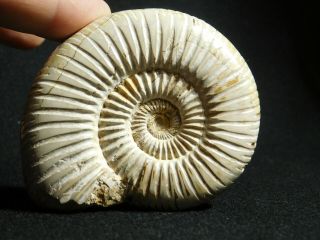 A Polished 200 Million Year Old WHITE Ribbed AMMONITE Fossil 119gr 2