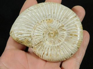 A Polished 200 Million Year Old WHITE Ribbed AMMONITE Fossil 119gr 3