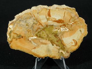 A Polished 211 Million Year OLD Petrified Wood Fossil Slab Madagascar 91.  0gr 2