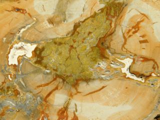 A Polished 211 Million Year OLD Petrified Wood Fossil Slab Madagascar 91.  0gr 3