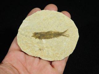 A Small Restored 53 Million Year Old Knightia Fish Fossil From Wyoming 28.  3gr