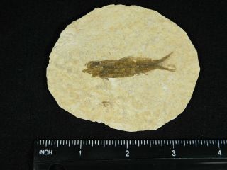 A Small Restored 53 Million Year Old Knightia Fish Fossil From Wyoming 28.  3gr 2