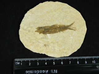 A Small Restored 53 Million Year Old Knightia Fish Fossil From Wyoming 28.  3gr 3