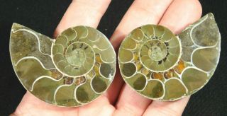 A Small 120 Million Year Old Cut And Polished Split Ammonite Fossil 94.  1gr