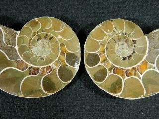 A Small 120 Million Year Old Cut and Polished Split Ammonite Fossil 94.  1gr 2