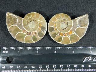 A Small 120 Million Year Old Cut and Polished Split Ammonite Fossil 94.  1gr 3
