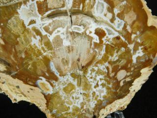 A Polished 211 Million Year OLD Petrified Wood Fossil Slab Madagascar 106gr 2