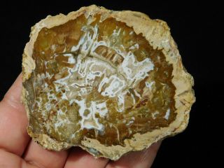 A Polished 211 Million Year OLD Petrified Wood Fossil Slab Madagascar 106gr 3