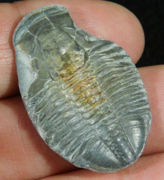 A 100 Natural 500 Million Year Old Asaphiscus Trilobite Fossil Utah 4.  56
