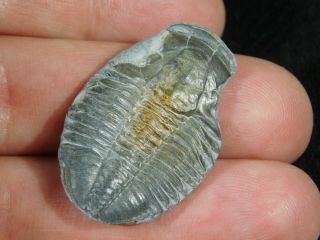 A 100 Natural 500 Million Year Old Asaphiscus Trilobite Fossil Utah 4.  56 2