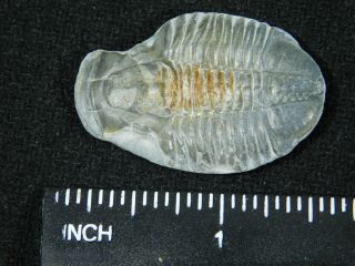 A 100 Natural 500 Million Year Old Asaphiscus Trilobite Fossil Utah 4.  56 3