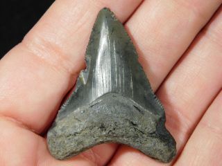 A and 100 Natural Carcharocles MEGALODON Shark Tooth Fossil 9.  8gr 2