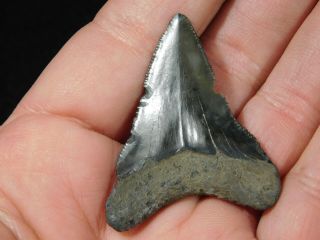 A and 100 Natural Carcharocles MEGALODON Shark Tooth Fossil 9.  8gr 3