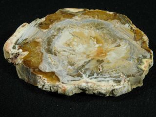 A Cut And Polished Petrified Wood Roller Fossil From Madagascar 134gr
