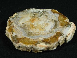 A Cut and Polished Petrified Wood ROLLER Fossil From Madagascar 134gr 2