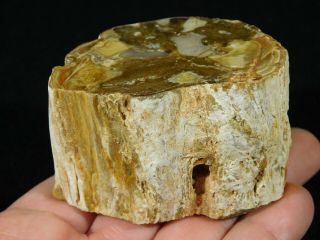 A Polished 225 Million Year Old Petrified Wood Fossil From Madagascar 284gr 2